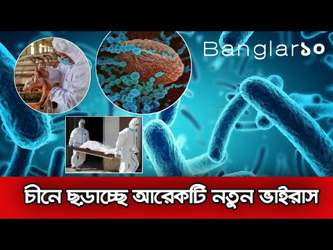 ভিডিও: চীনা শূকর ব্যক্তিত্ব কি?