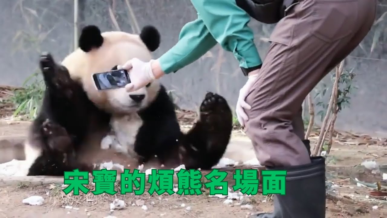 宋寶的煩熊名場面   |大熊猫福宝 판다푸바오 #animals #panda