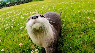 Even otters run! Aty runs in the green field after the rain! [Otter life Day 540]