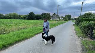 How to stop border collies chasing cars