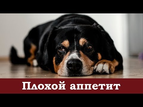 Нет аппетита у собаки?