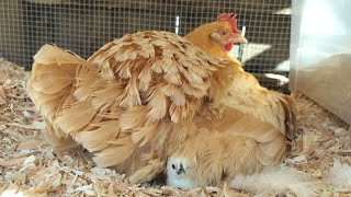 25 minutes of newly hatched dayold chicks and mother hen