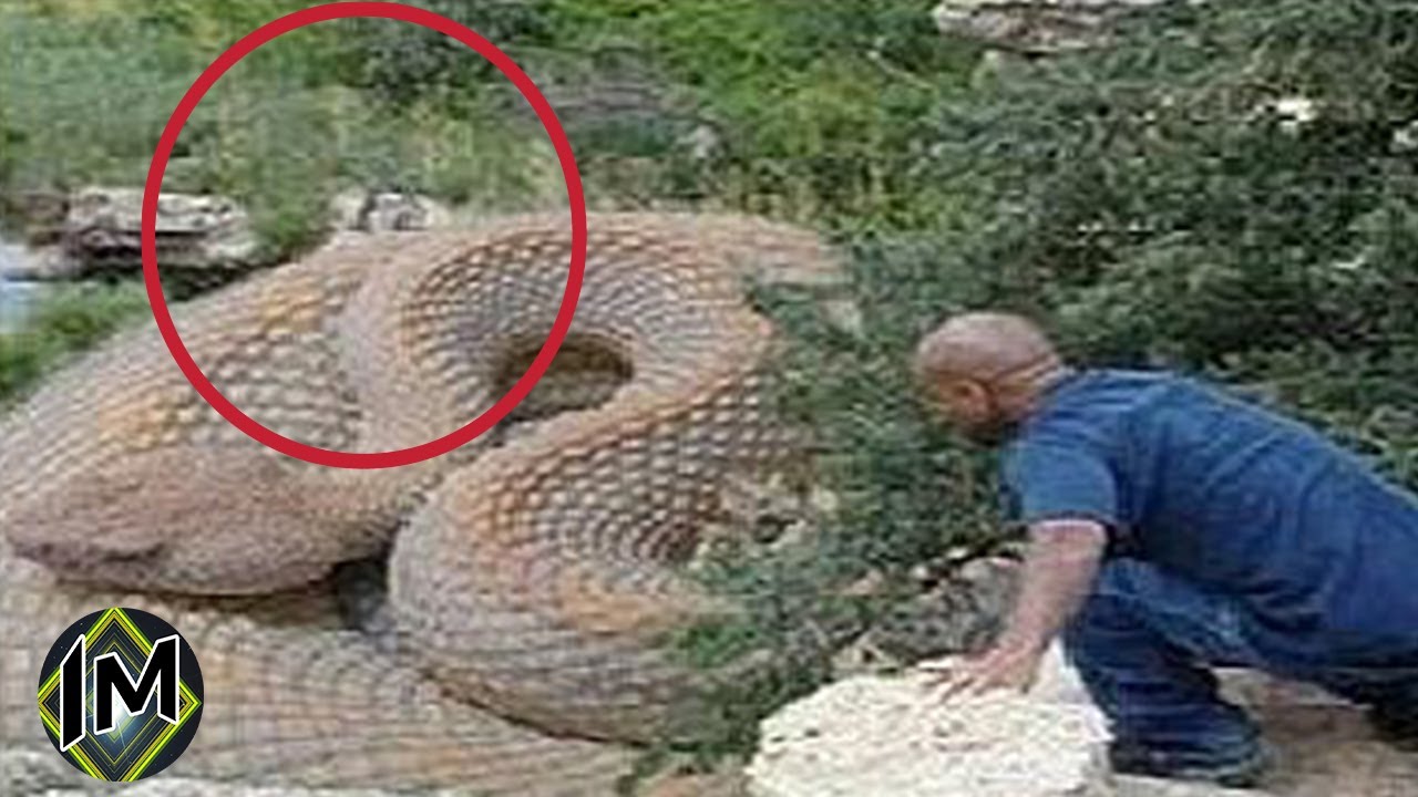 i 5 Serpenti Più Grandi del Mondo YouTube i 5 Serpenti Più Grandi del Mondo YouTube