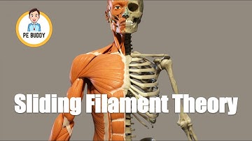 The Science of Muscle Contractions: Understanding the Sliding Filament Theory