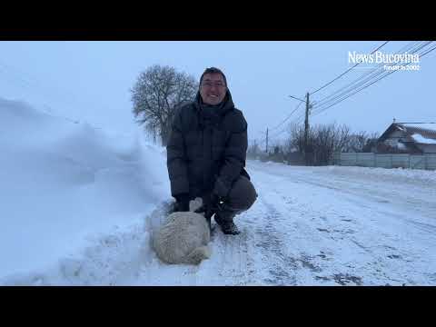 Vrem Parazăpezi/ Nu “parandărăt”! La Suceava va fi o noapte lungă și grea!