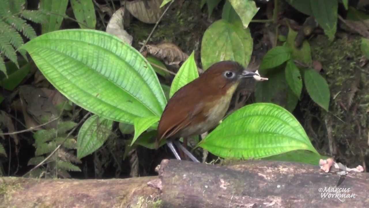 Yellow Breasted Antpitta 