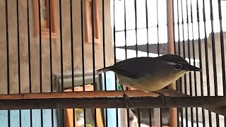 Suara Opior Jambul BETINA - Terapi AMPUH Bikin Burung Opior Paruh Tebal Jawa Bahan Cepat Bunyi