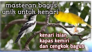Download Lagu Kenari isian kapas kemiri suara unik cengkok bagus MP3 Download Lagu Kenari isian kapas kemiri suara unik cengkok bagus MP3