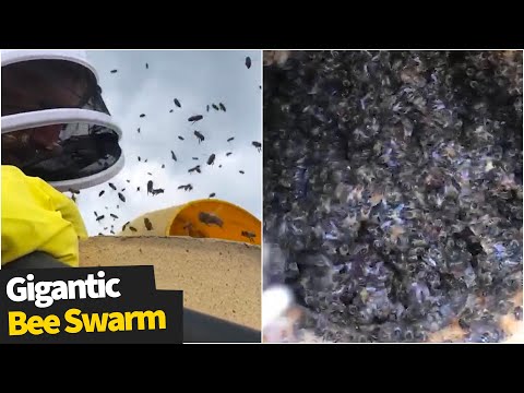 Couple find enormous swarm of 160,000 bees living in their chimney