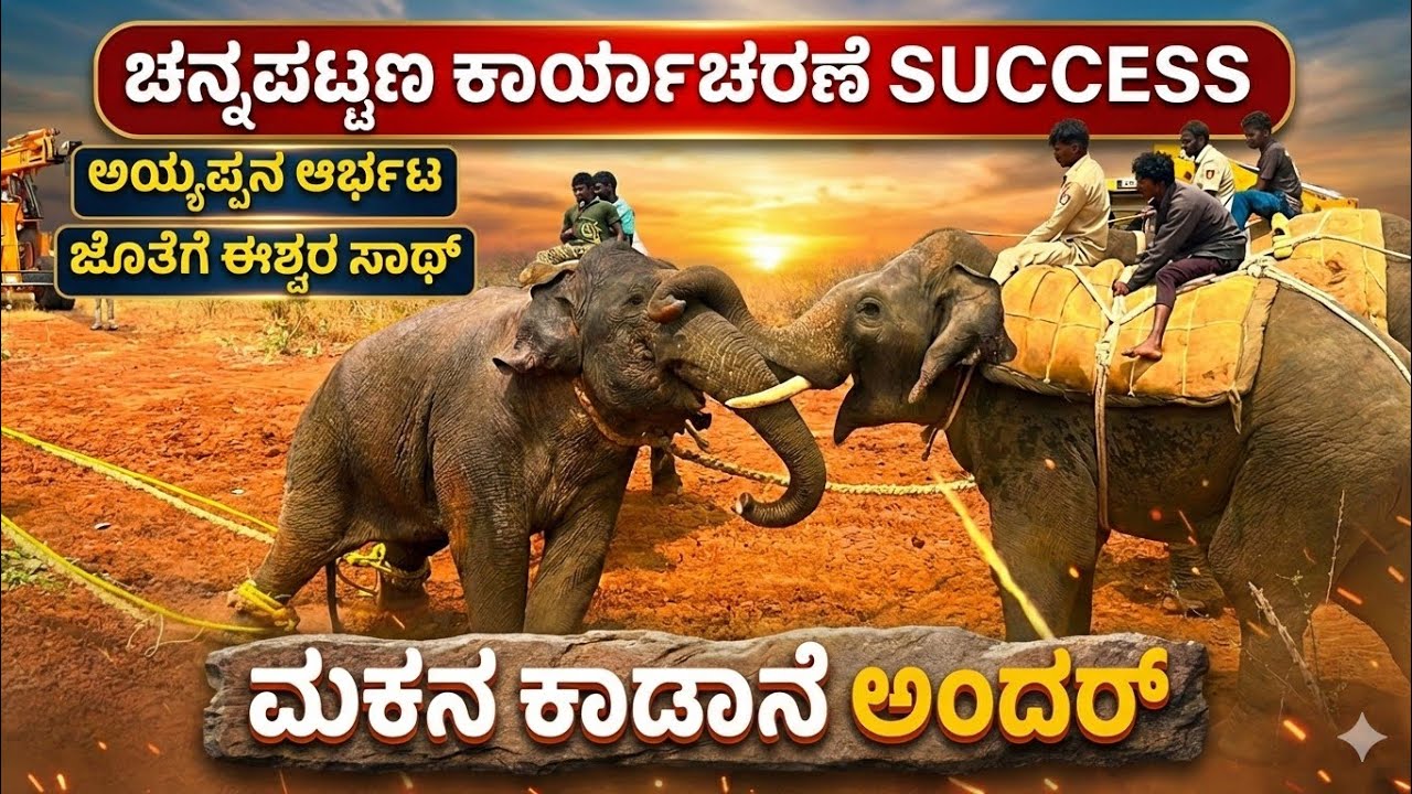 ಸುಗ್ರೀವ, ಅಯ್ಯಪ್ಪ,ಧನಂಜಯ ಮತ್ತು ಈಶ್ವರನ ಆರ್ಭಟ..! ಮಕ್ನಾ ಅಂಧರ್ | ಸೆರೆಸಿಕ್ಕ ಕಾಡಾನೆ ಯಾವ ಕ್ಯಾಂಪಿಗೆ..?