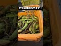 花豆収穫、結構取れてます!#shorts