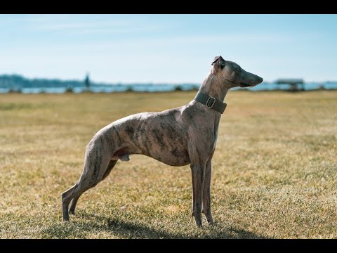 noriSTETSON Whippet ウィペット　タウニー Freddie The Whippet running with toy at the New Forest - YouTube