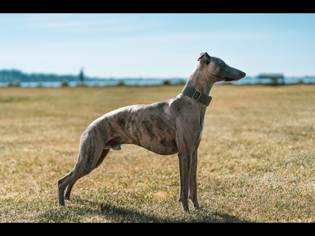 noriSTETSON Whippet ウィペット　タウニー Freddie The Whippet running with toy at the New Forest - YouTube