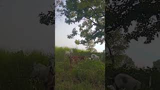 #short video #viral video #Mini blog