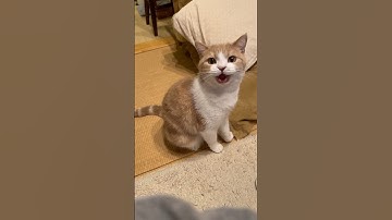 Cat meowing is annoying