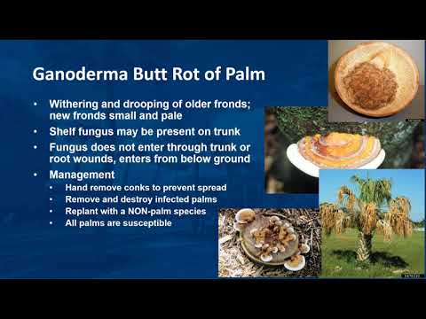 Common Pests and Diseases of Palms