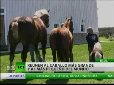 Vídeo: Probablemente, El Caballo Más Pequeño Del Mundo Nació En Gran Bretaña - Vista Alternativa