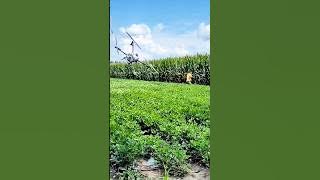Drone Down! Farmer Mistakes Sprayer for Flying Monster!