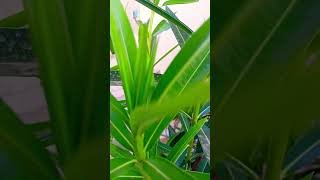 Nerium Oleander