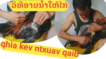 Qhia kev ntxhuav qaib