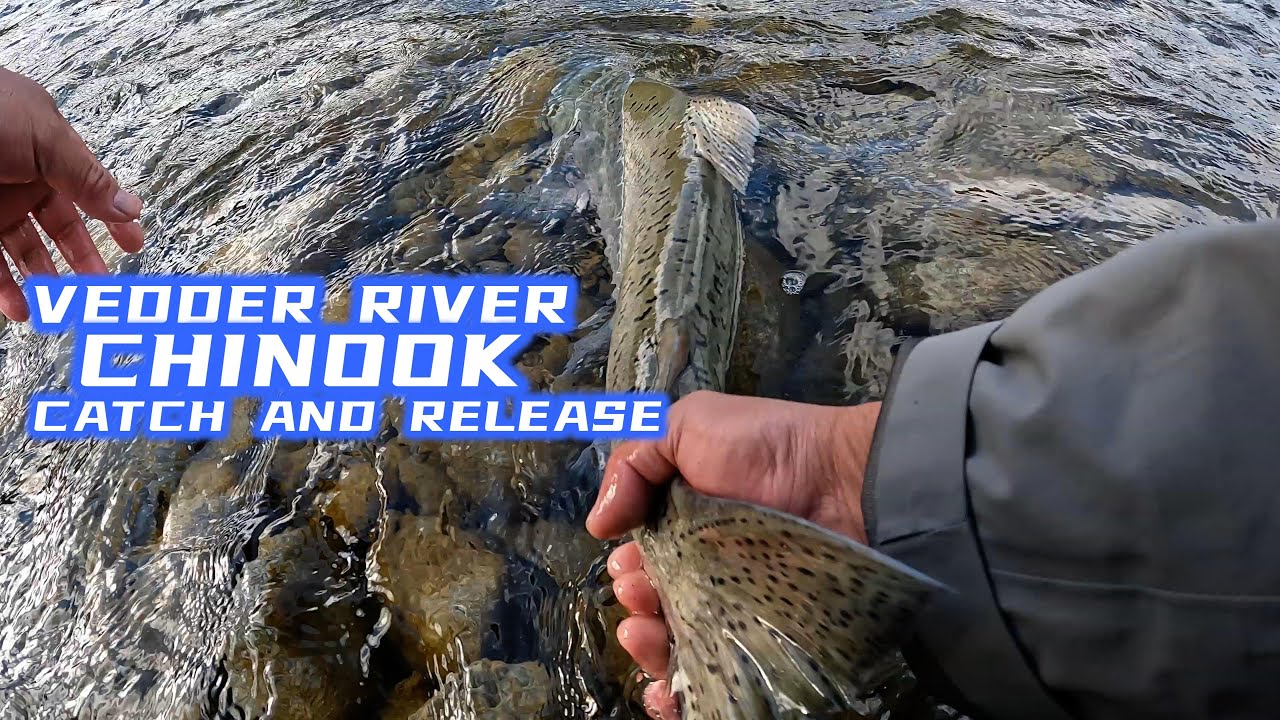 VEDDER RIVER CHINOOK SALMON CATCH AND RELEASE #salmonfishing #chinooksalmon