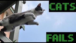Смешные коты падают Смешные коты падают