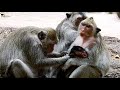 Stop Stop! Stop Now Dolly, Very bad Female monkey try catch all baby. Mp3 Song