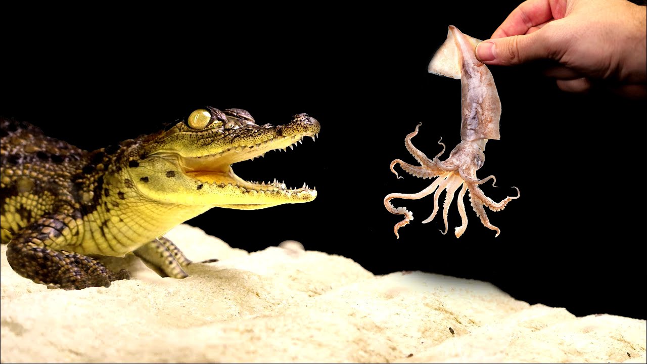 WHAT HAPPENS IF NILE CROCODILE SEES SQUID? REACTION TO DIFFERENT SEAFOOD