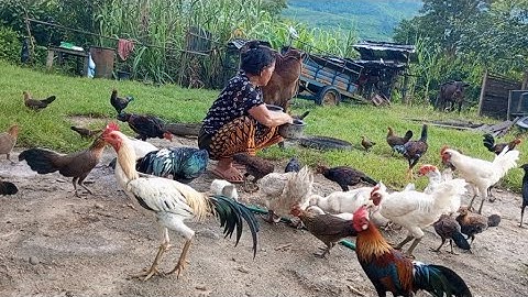 nyob zoo os los saib kuv pub qaib os 8/9/24