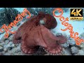 Octopus Camouflage - changing shape and color
