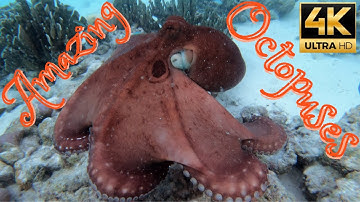 Octopus Camouflage - changing shape and color