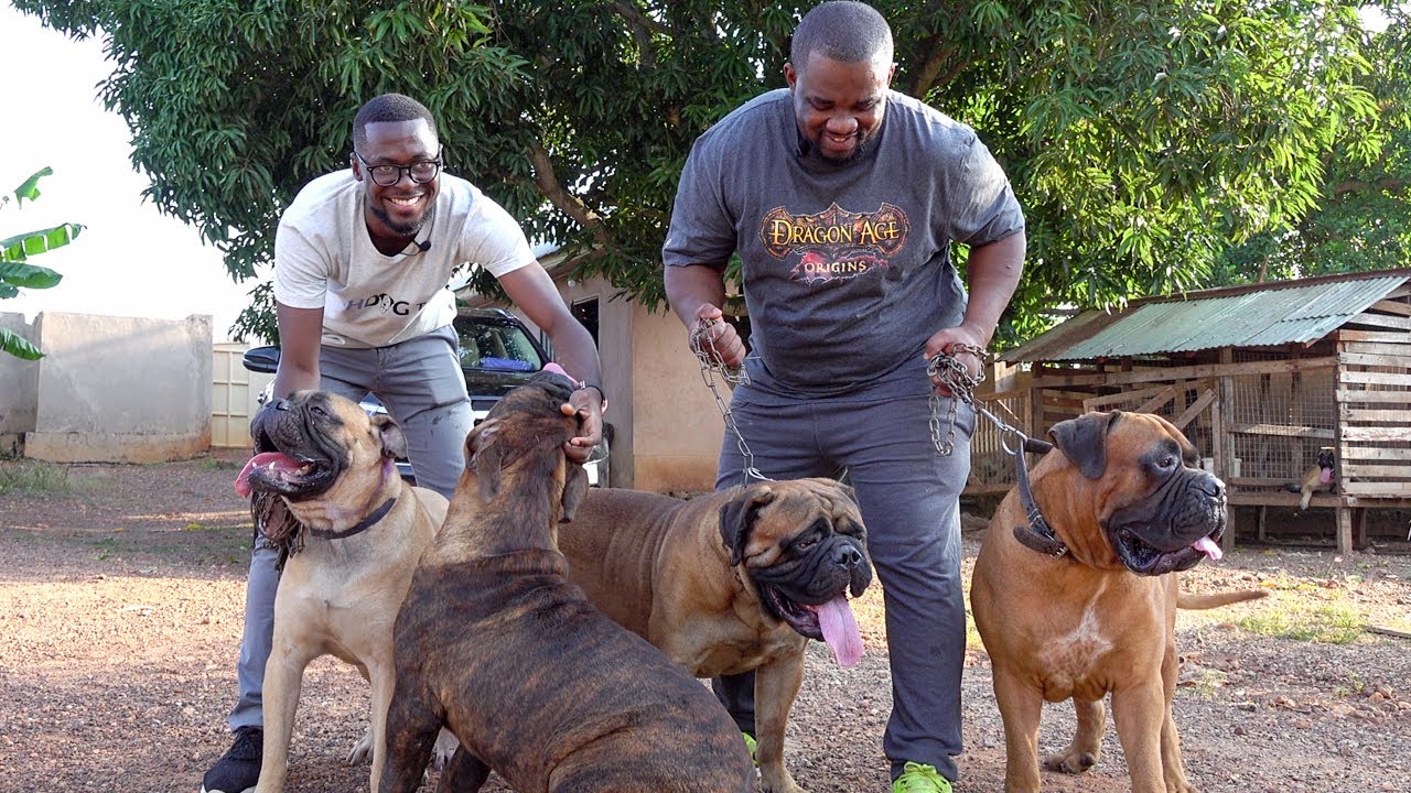 "Kumasi has the best of Bull Mastiffs in West Africa" A walk into