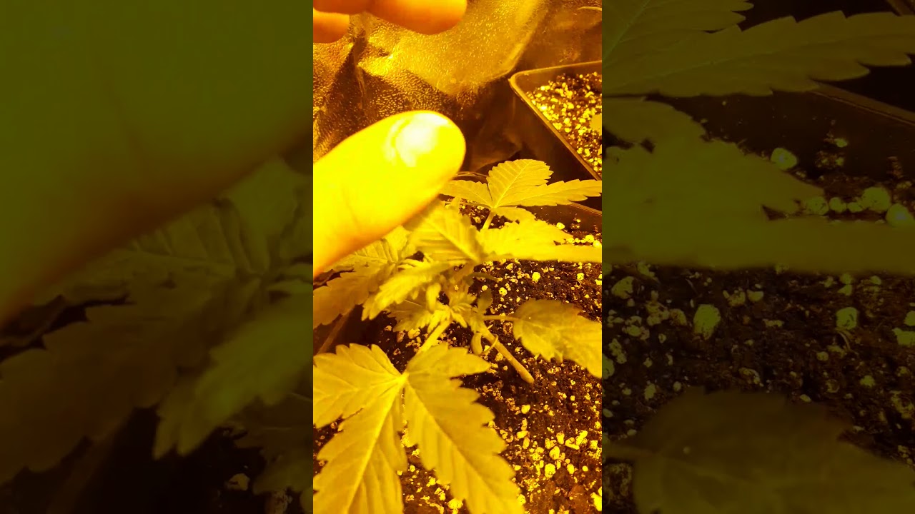 Cannabis L.S.D Barneys Farm - Auto Ak 48 Nirvana - Blueberry D. Pasion - Amnesia xxl Auto Dinafem