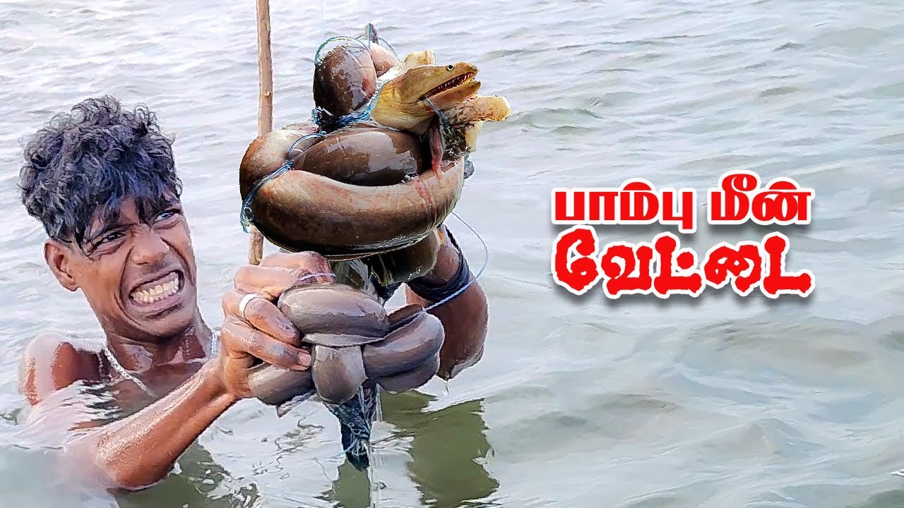 Snake babuvin - பாம்பு மீன் வேட்டை பாம்பு மீன் வேட்டை - கைமசாலா வறுவல் | Snake Fish Hunt