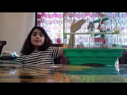 გაიცანით ჩემი მეგობარი თუთიყუში