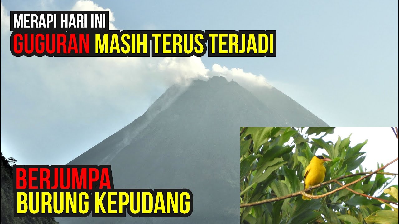Merapi Hari Ini Guguran dari Kubah Lava Barat - Ada Burung Kepudang dan Elang yang Dilindungi