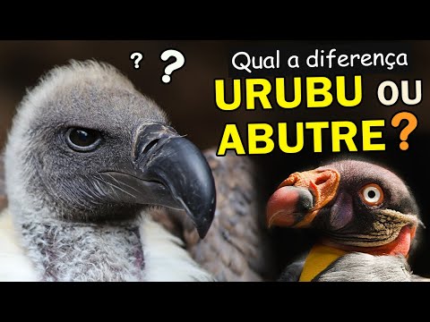 Vídeo: Qual é a diferença entre um abutre-preto e um abutre-peru?
