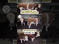 10 ÜZERİNDEN KAÇ VERİYORSUN #excellent #fahrenheit #fiyat #accomplishment #bree #classification #cow