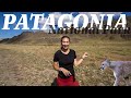 Face to face with a puma in park patagonia  route of the parks part two