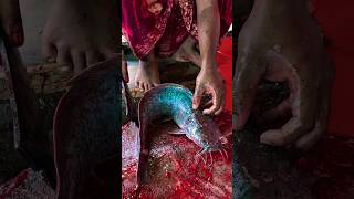 Amazon Big Magur Fish Cutting Skills | satisfying Fish Cutting Skills 😱😱🔥 #shorts #magur_fish #fish