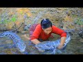 survival in the rainforest - Catch Snake fish at river - Roast Snake fish For dinner