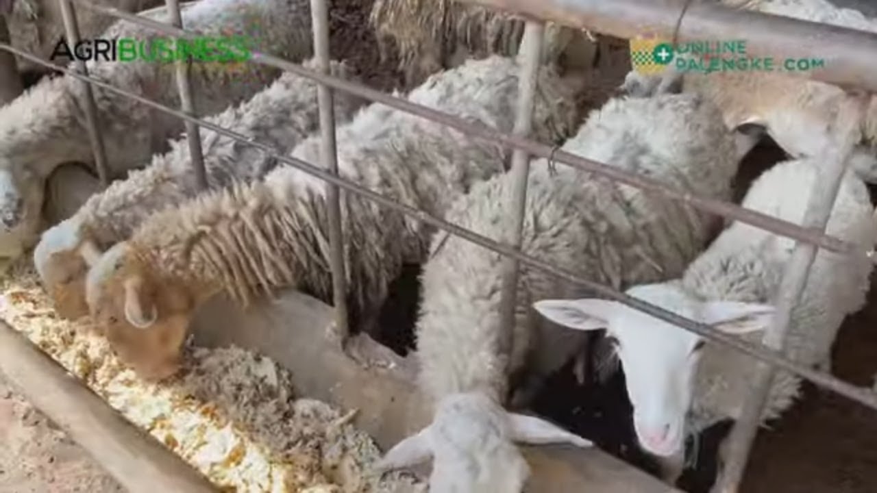 BASURA sa FACTORIES, PAKAIN sa SHEEP at CATTLE?