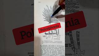 #shorts#Polysiphonia#Algae#B.Sc.bio.#