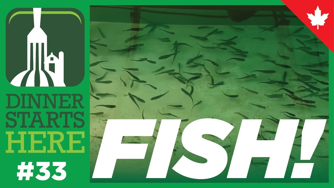 Family Fish Farming - Dinner Starts Here (Farm 33)