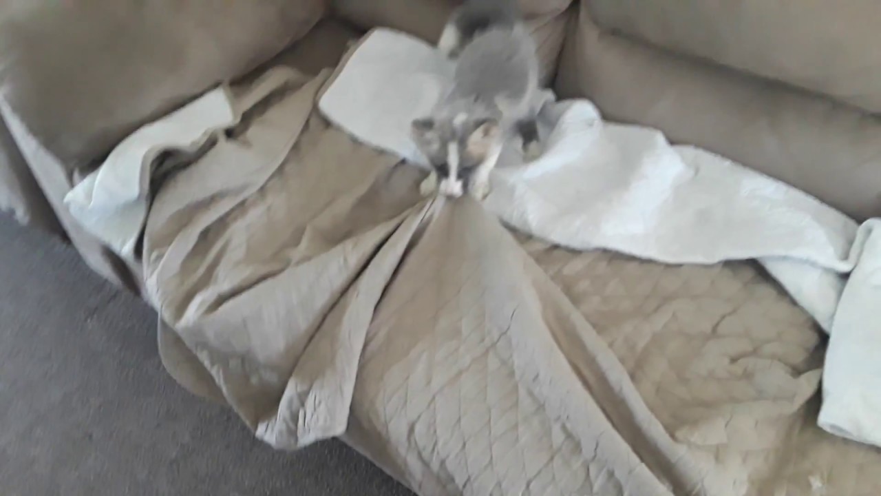 tyrone jose gonzales orama We have the makings of a new couch monster 2.0