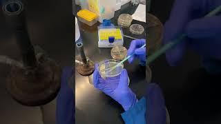 Restreaking E. coli colony on half area agar plate