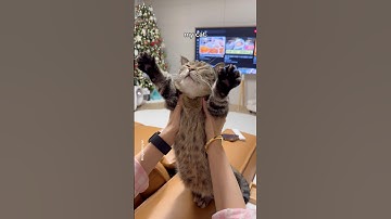 My cat will turn you into a cat person😻 #shorts #cat #funny