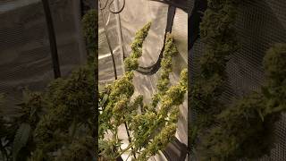 Use code cashup123 on Spiderfarmer to get it cheap #trending #music #viralvideo
