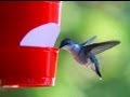 How to make a cheap hummingbird feeder How to make a cheap hummingbird feeder