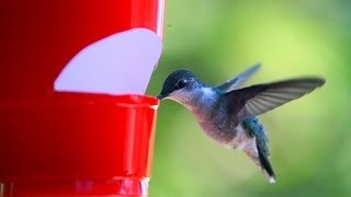 In my moment of need, the need to see hummingbirds up close. I made a homemade hummingbird feeder out of a 10 cent red solo 